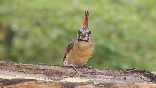 Vermilion Cardinal - ML611259759