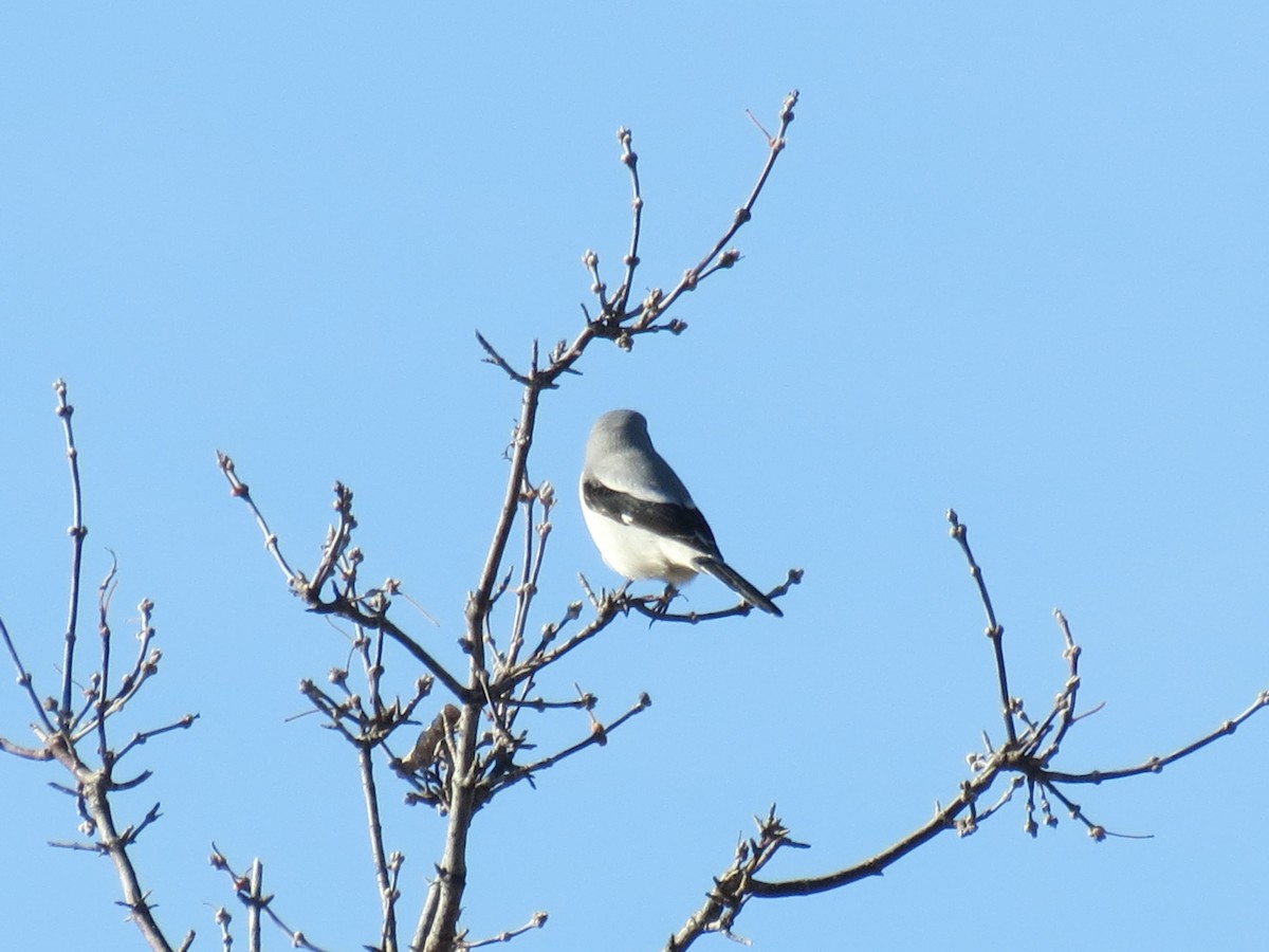borealvarsler - ML611259846
