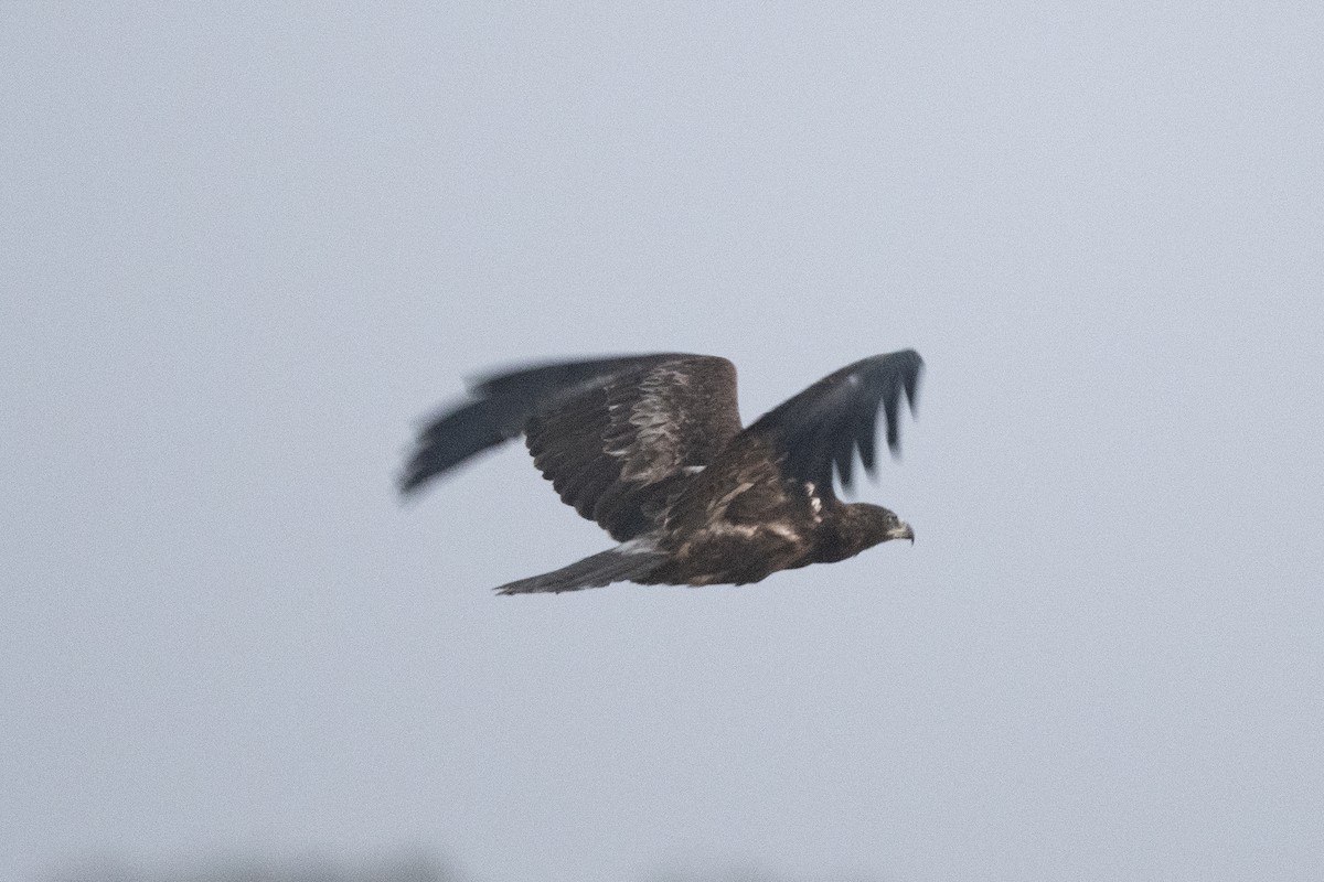 Greater Spotted Eagle - ML611259888