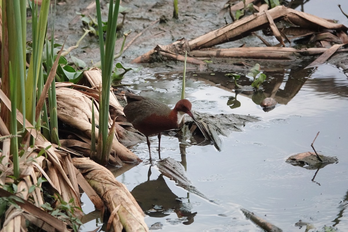 White-throated Rail - ML611259921