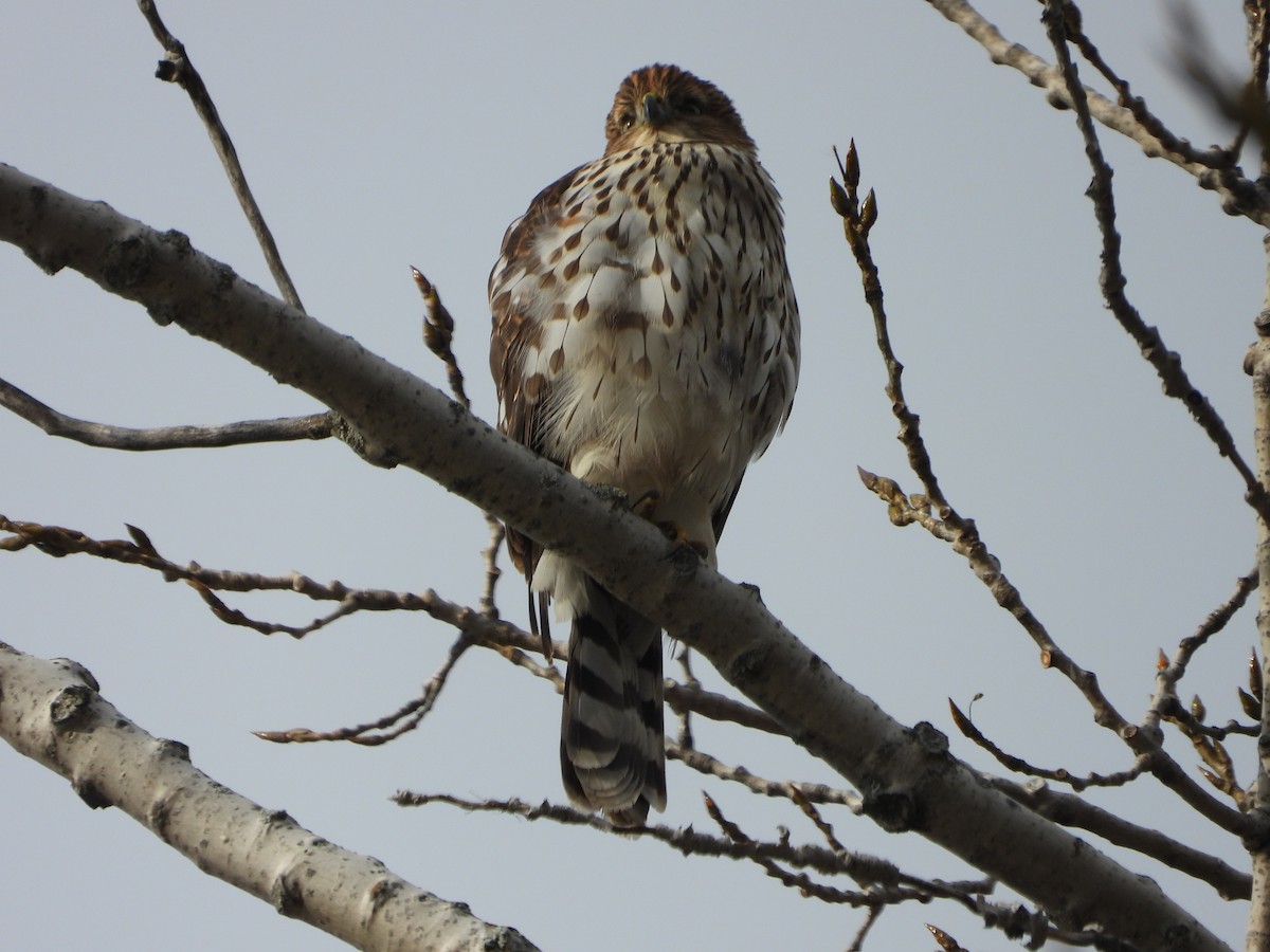 Cooper's Hawk - ML611259941