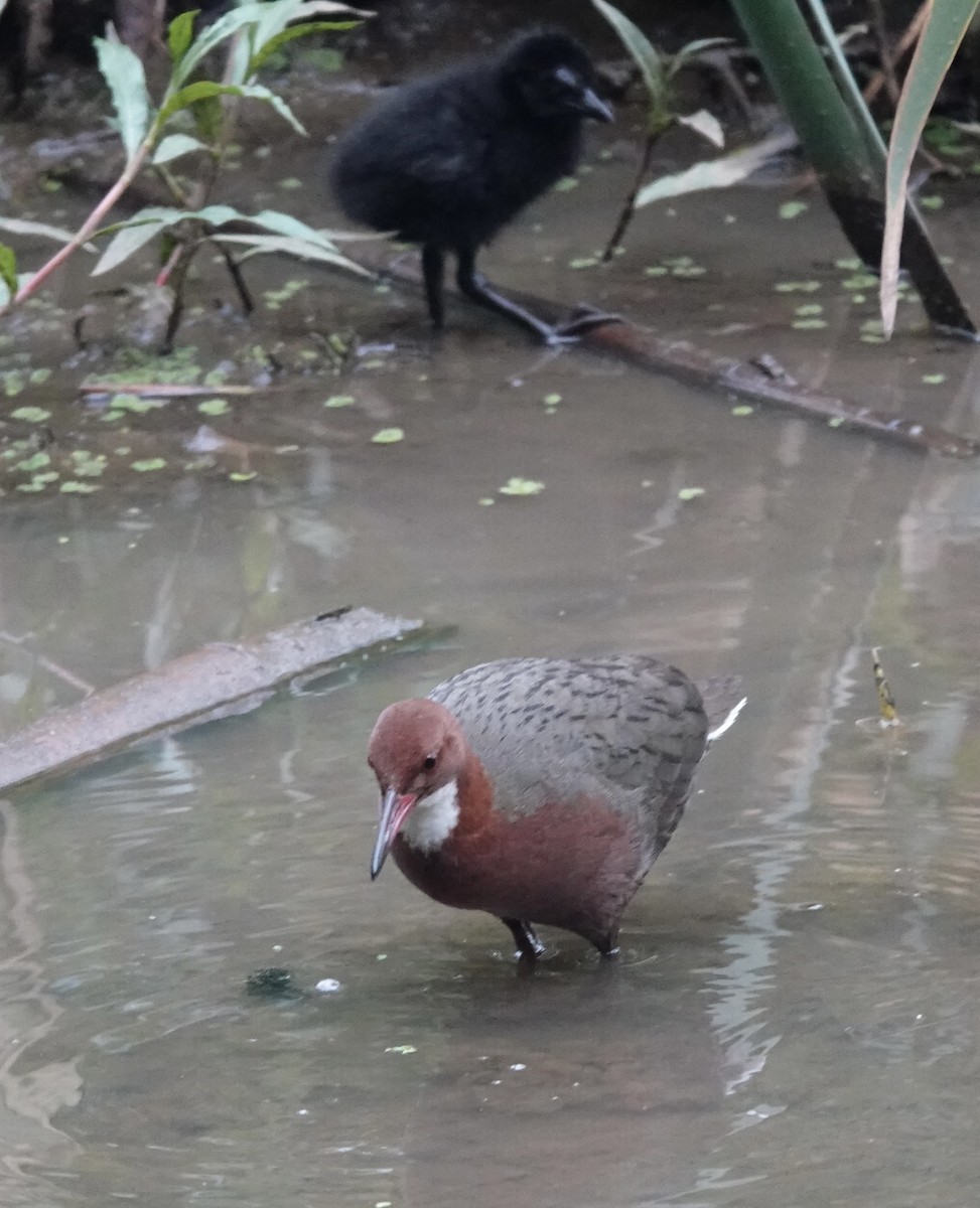 White-throated Rail - ML611259946