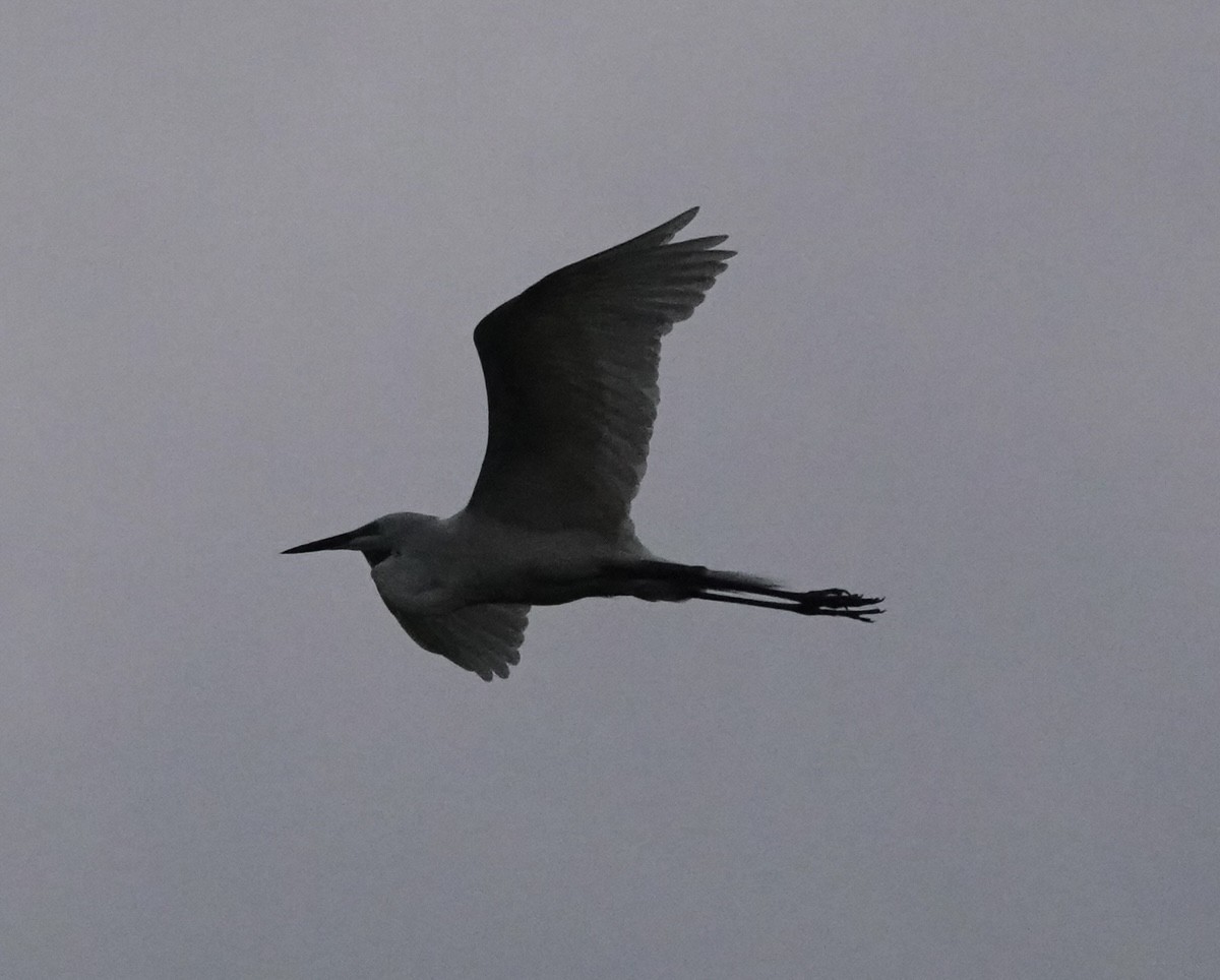 Great Egret (African) - ML611259954