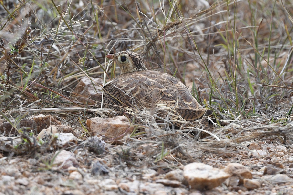 Painted Sandgrouse - ML611259961