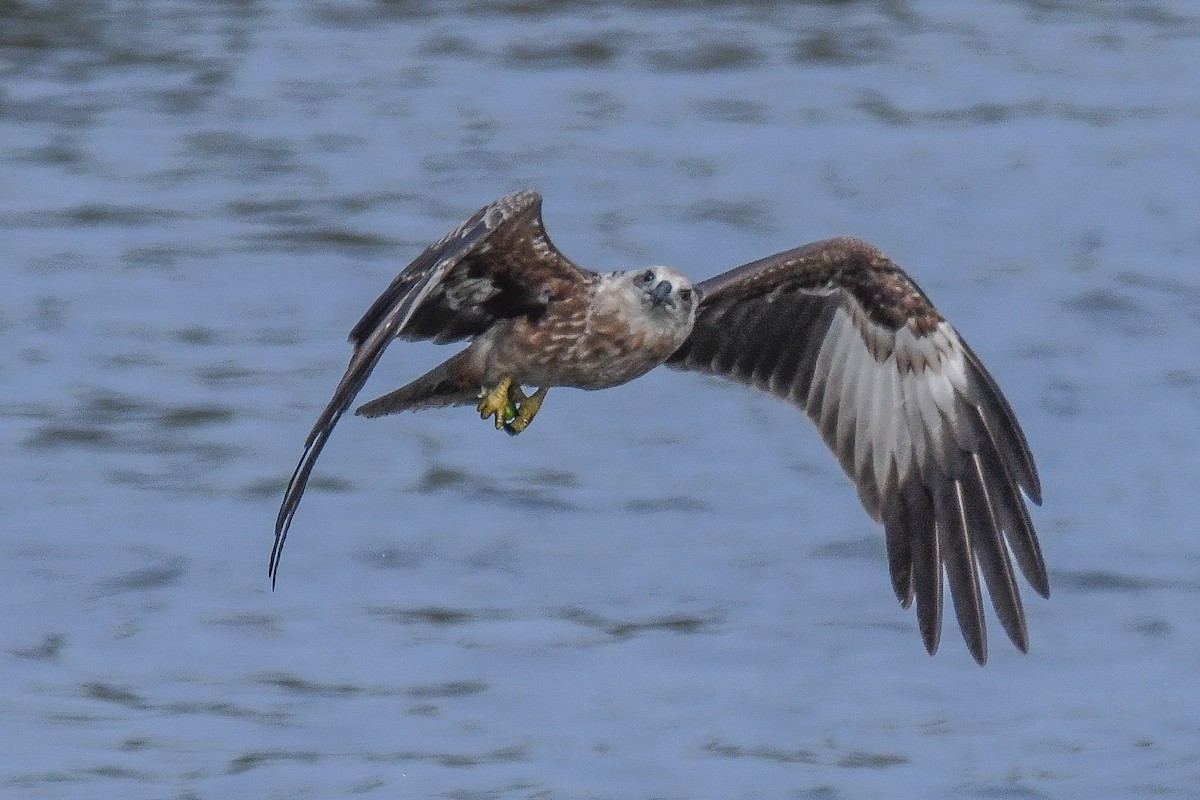 Brahminy Kite - ML611259991