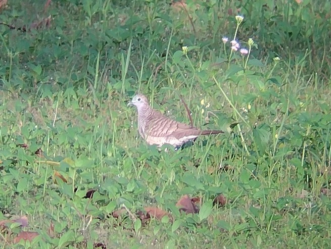 Zebra Dove - ML611260006