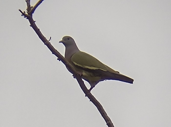 Pink-necked Green-Pigeon - ML611260011