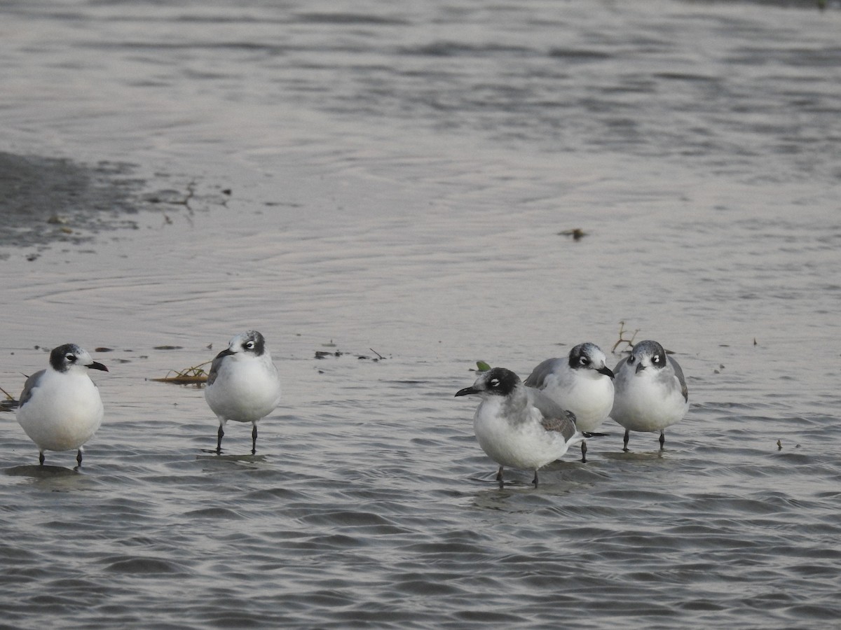 racek vnitrozemský - ML611260037