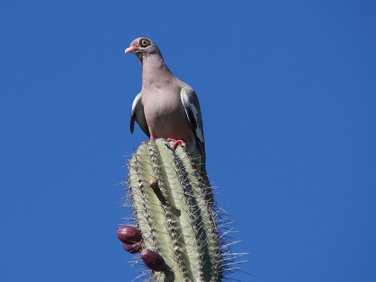 Bare-eyed Pigeon - ML611260046