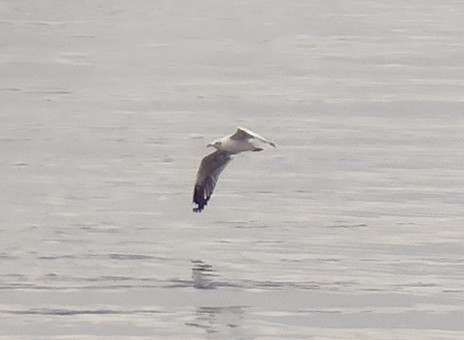 Brown-headed Gull - ML611260050