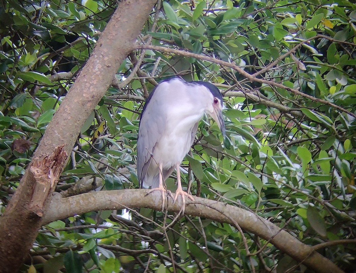 Black-crowned Night Heron - ML611260064