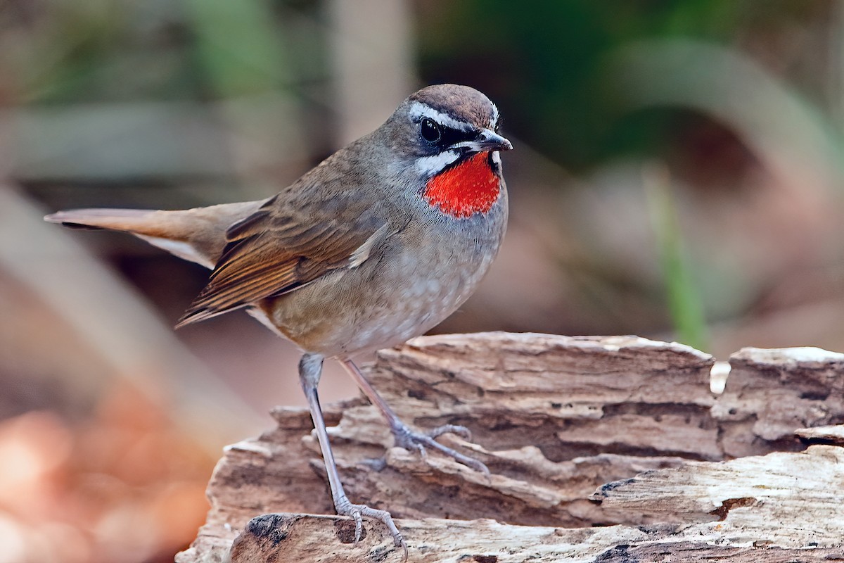 Siberian Rubythroat - ML611260066