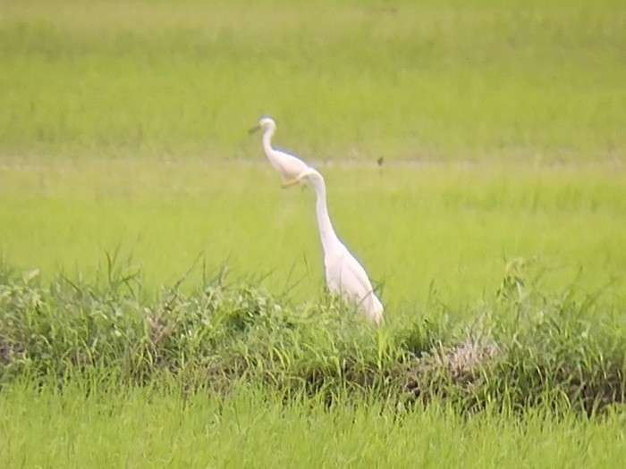 Medium Egret - ML611260073