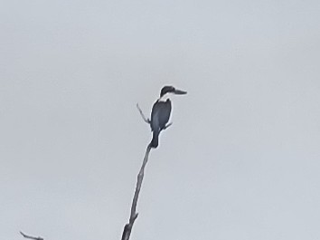 Martin-chasseur à coiffe noire - ML611260146