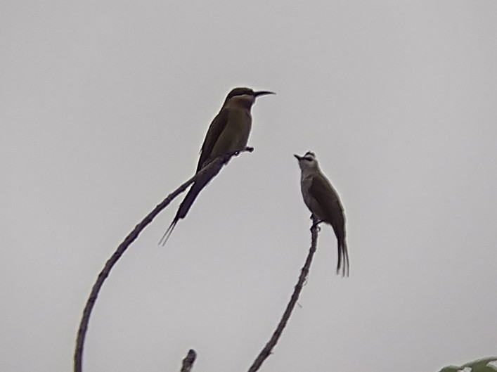 Blue-tailed Bee-eater - ML611260156