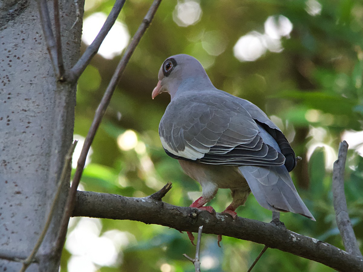 Bare-eyed Pigeon - Michael Tromp