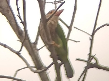 Lineated Barbet - ML611260186