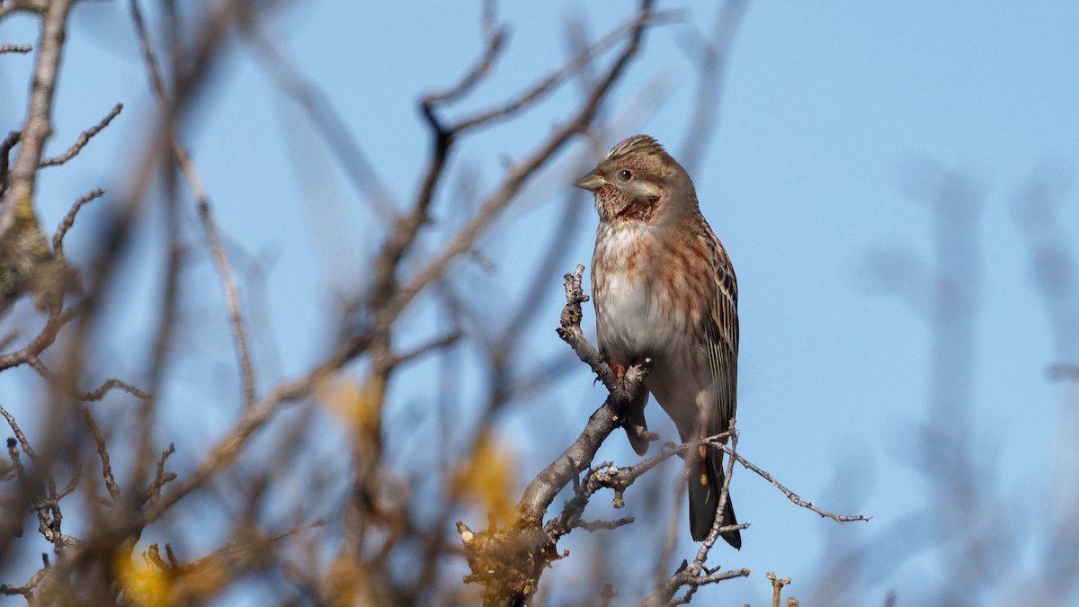 Yellowhammer x Pine Bunting (hybrid) - ML611260221