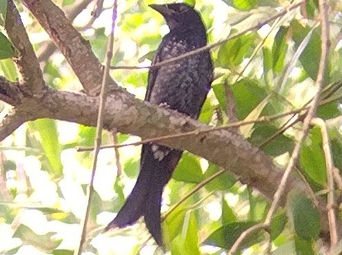 Crow-billed Drongo - ML611260222