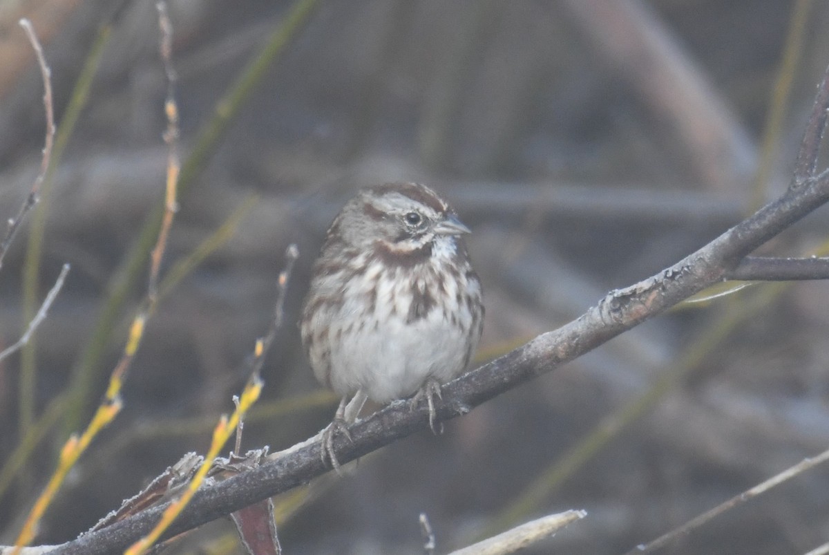 Song Sparrow - Colin Dillingham