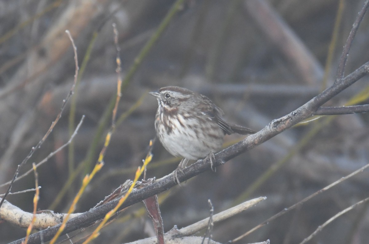 Song Sparrow - ML611260301