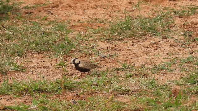 Ashy-crowned Sparrow-Lark - ML611260352