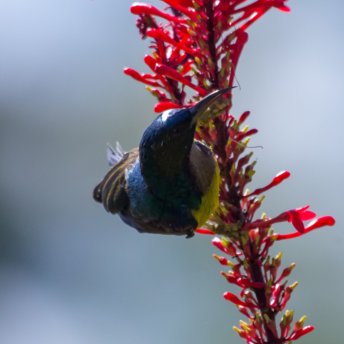 Brown-throated Sunbird - Rail Whisperer