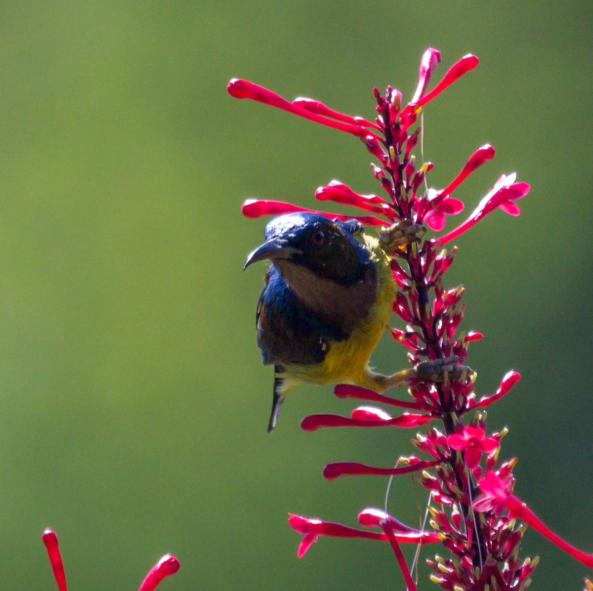 Brown-throated Sunbird - Rail Whisperer