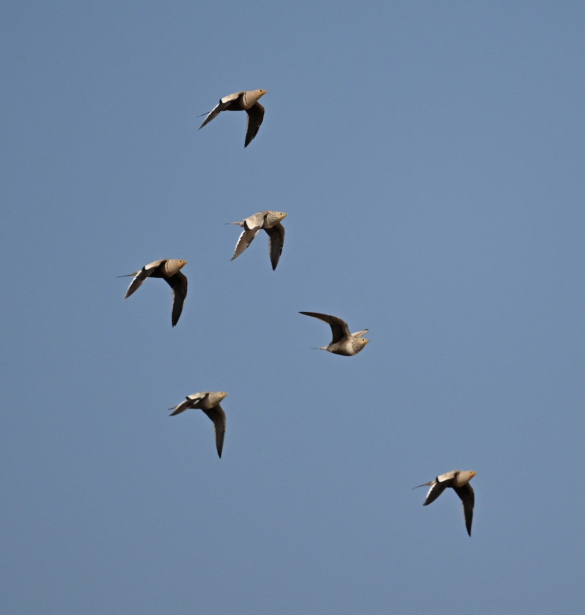 Chestnut-bellied Sandgrouse (Arabian) - ML611260399