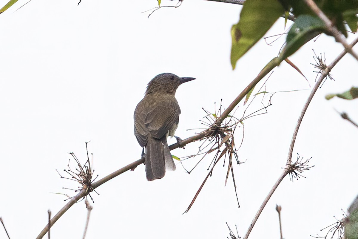 Visayan Bulbul - ML611260438