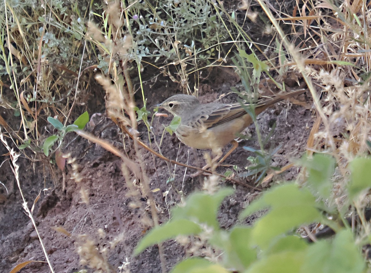 Long-billed Pipit - ML611260497