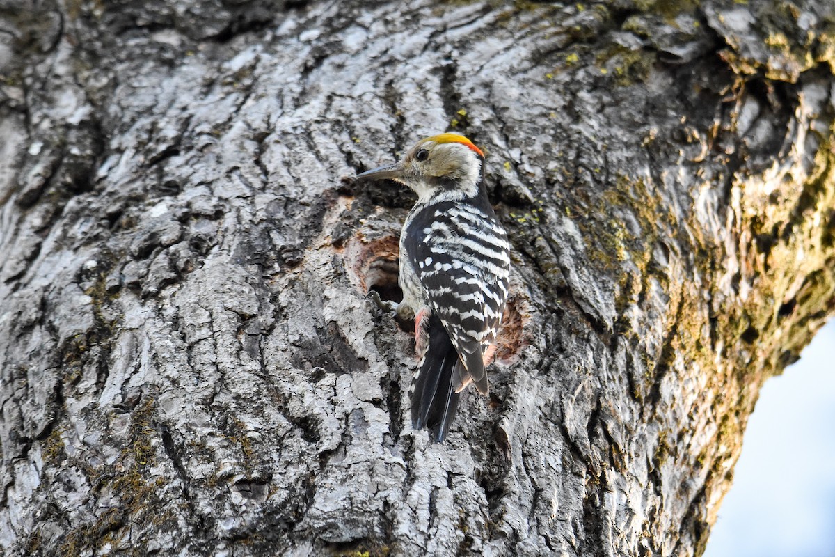 Brown-fronted Woodpecker - ML611260508