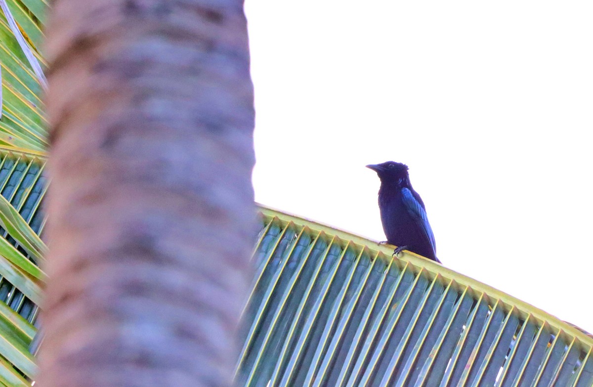 Palawan Drongo (Palawan) - ML611260554
