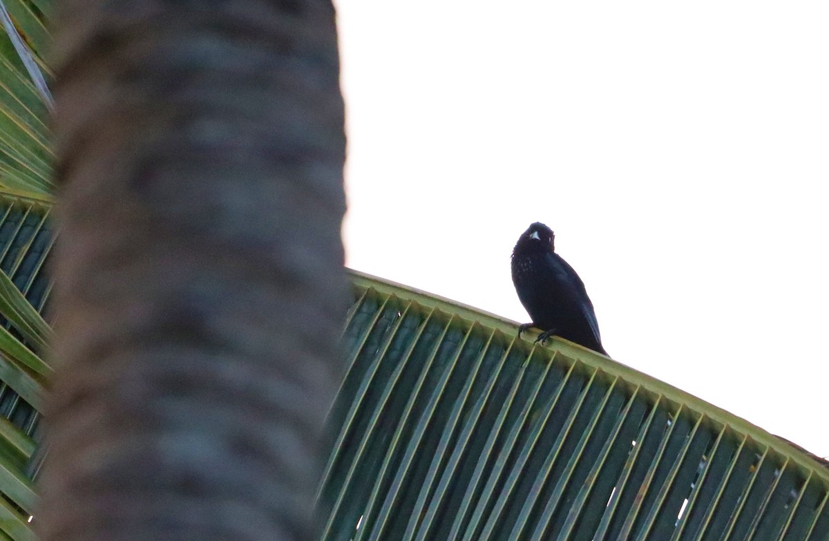 Palawan Drongo (Palawan) - ML611260557