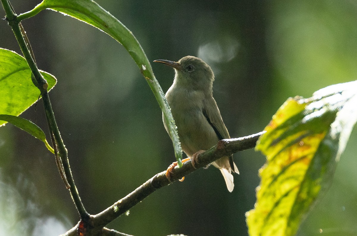 Long-billed White-eye - ML611260576