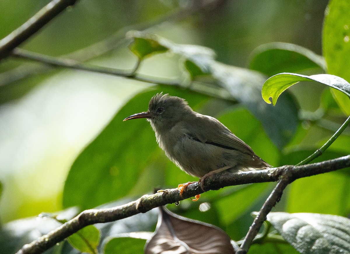 Long-billed White-eye - Santiago Imberti