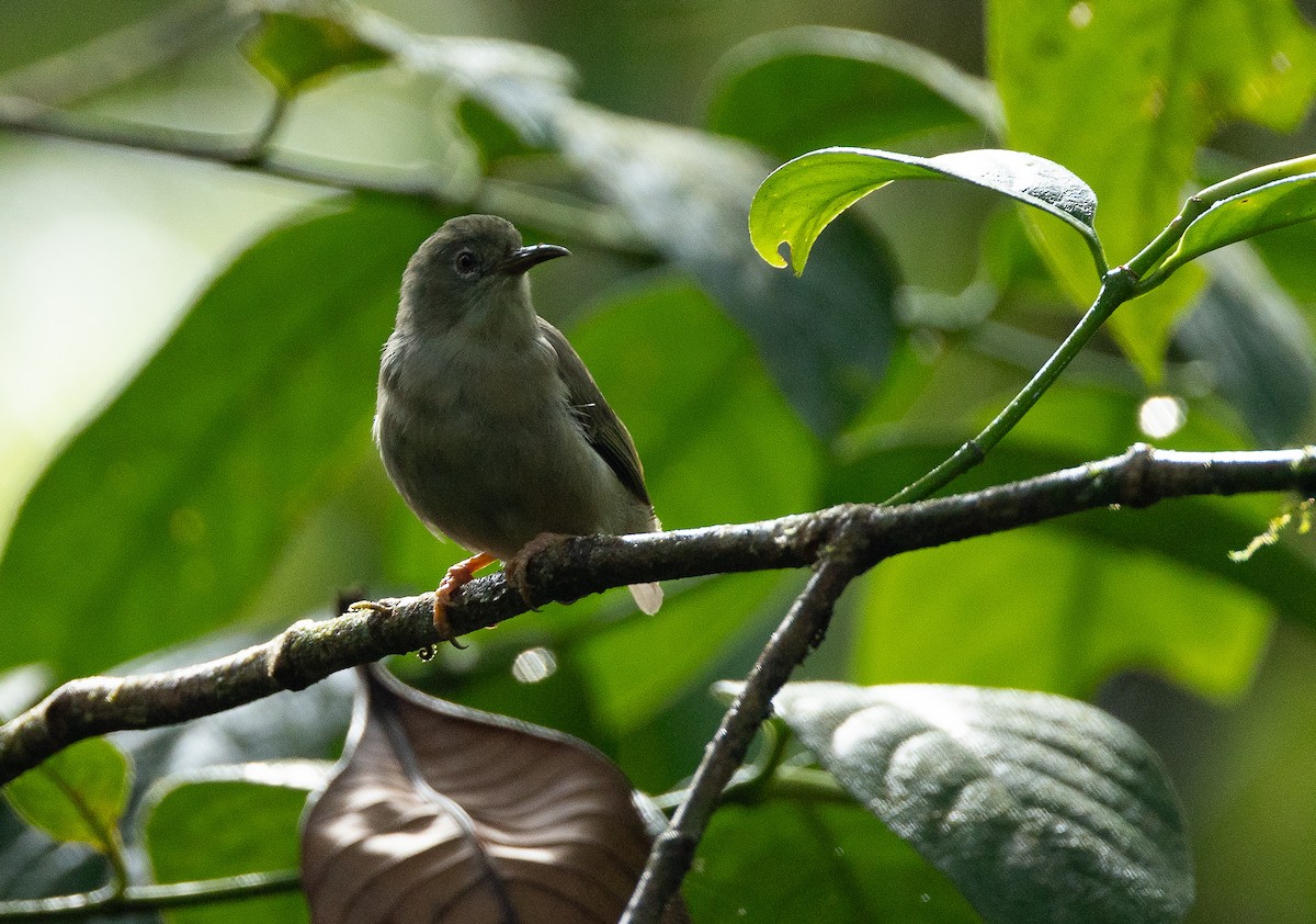 Long-billed White-eye - ML611260578