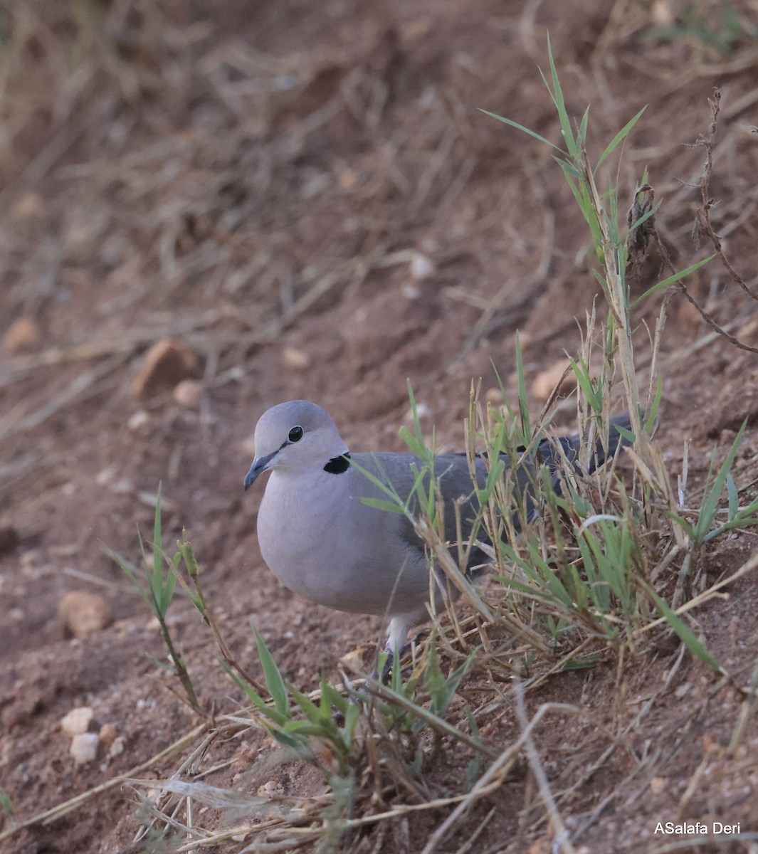 Vinaceous Dove - Fanis Theofanopoulos (ASalafa Deri)