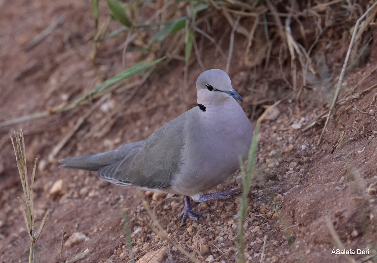 Şarabi Kumru - ML611260611