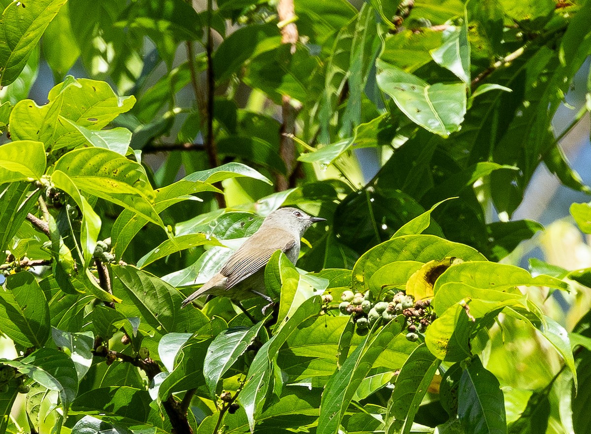 Pohnpei White-eye - ML611260678