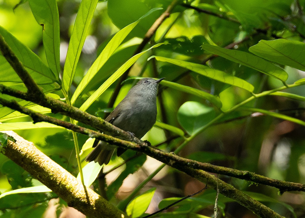 Zostérops gris-brun - ML611260679