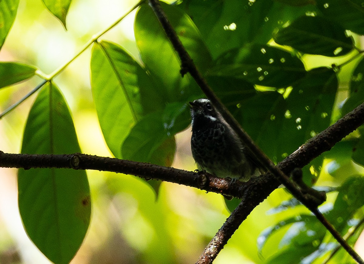 Pohnpei Fantail - ML611260700