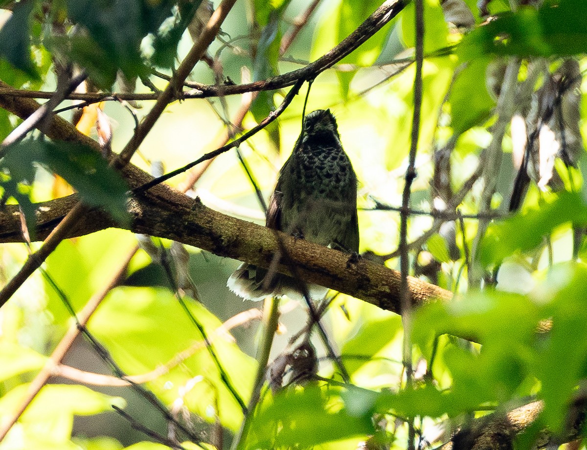 Pohnpei Fantail - ML611260706