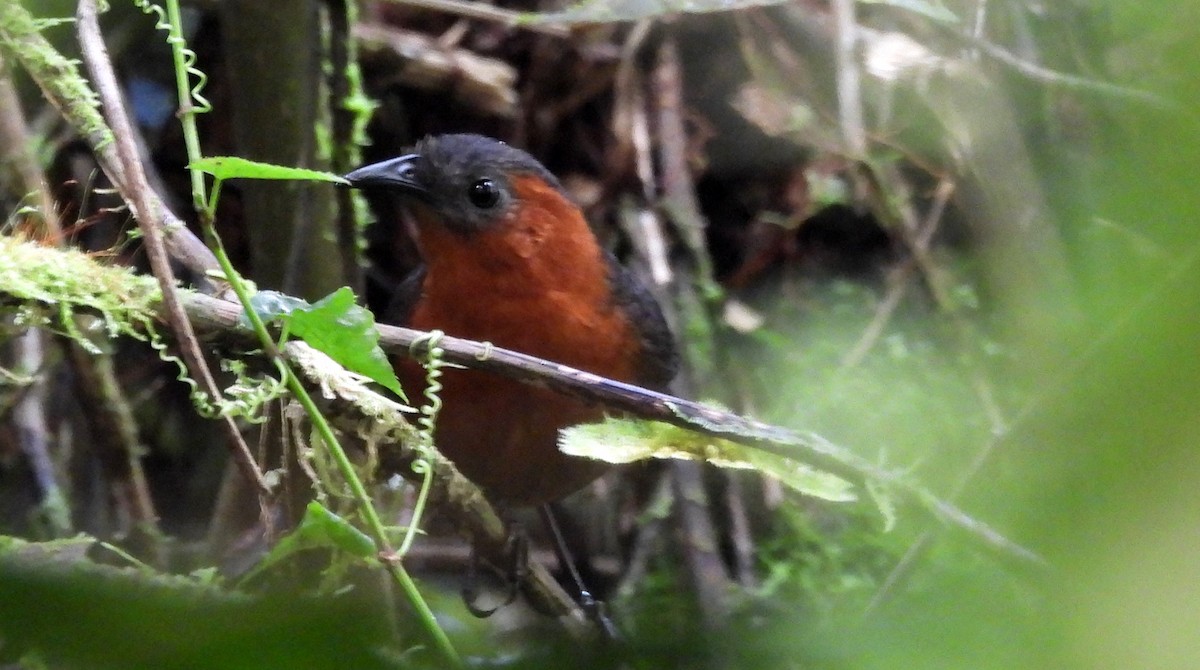 Chestnut-breasted Wren - Fernando Angulo - CORBIDI