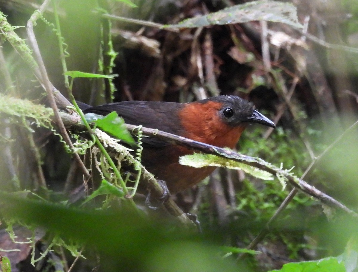 Chestnut-breasted Wren - Fernando Angulo - CORBIDI