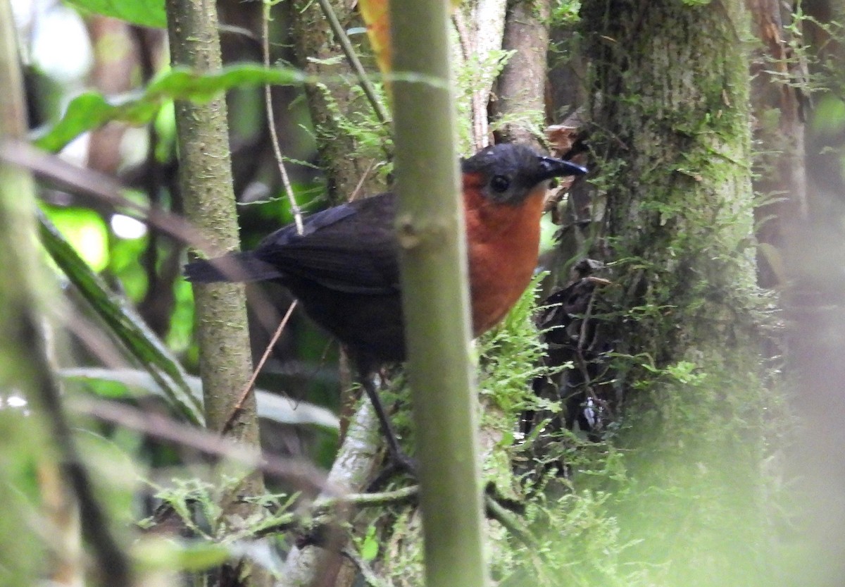 Kastanienbrust-Zaunkönig - ML611260741