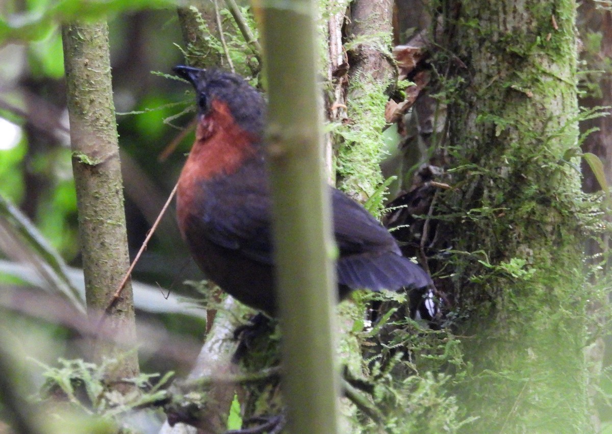 Kastanienbrust-Zaunkönig - ML611260748