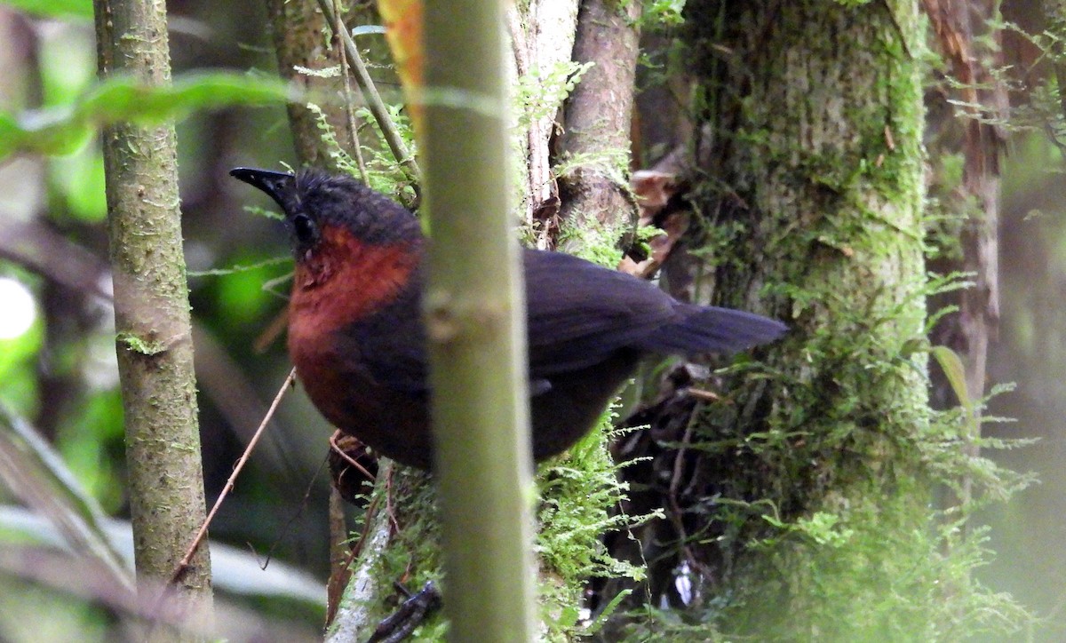 Chestnut-breasted Wren - ML611260750