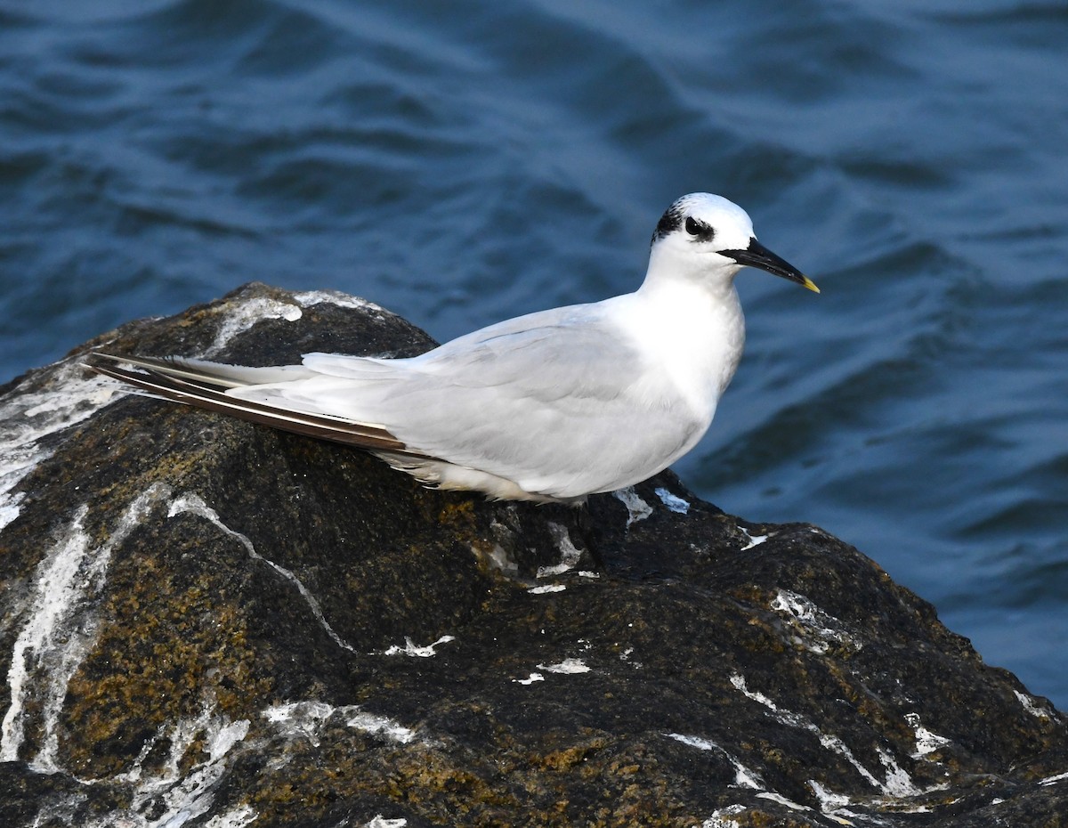 Sandwich Tern - mathew thekkethala