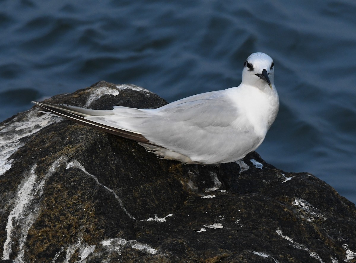 Sandwich Tern - ML611260805